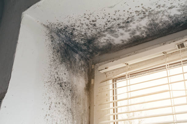 Trusted Black Mold Removal service in Petersburg, MI - Cheap Mold Removal